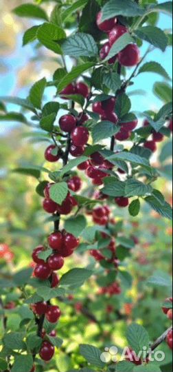 Саженцы войлочной вишни