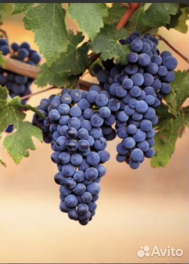 Соберу ваш виноград