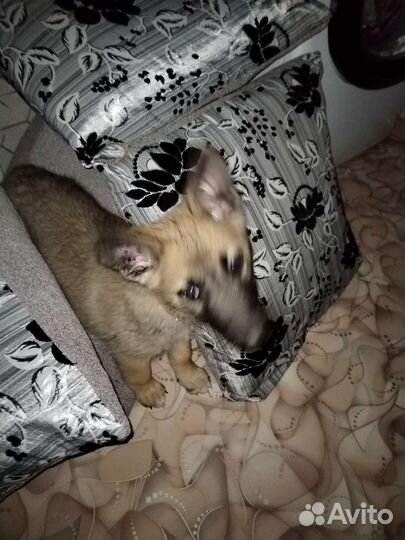 Щенок в добрые руки