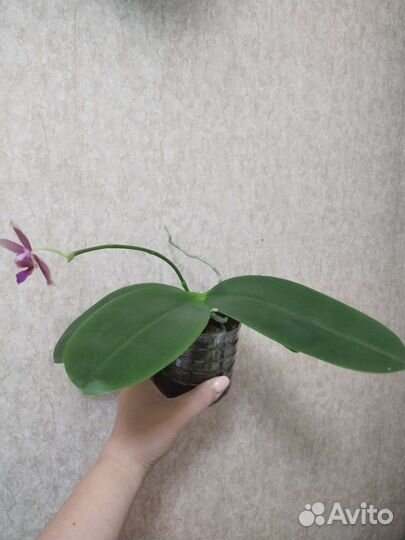 Орхидея фаленопсис Лиодоро арома