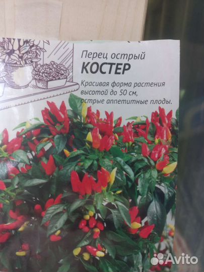Острый комнатный перец