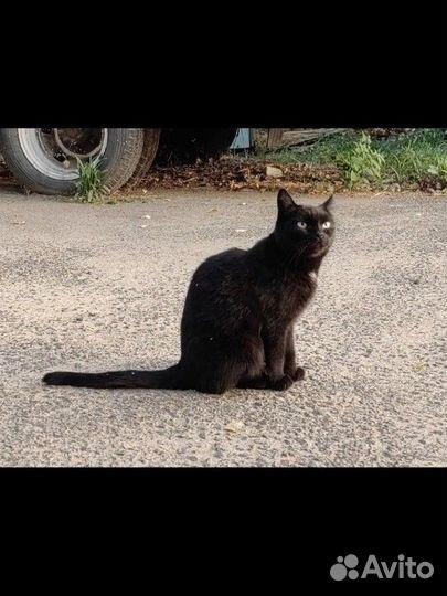Чёрный кот-мышелов в добрые руки