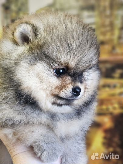 Вязка кобель шпиц