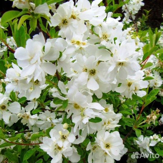 Экзохорда крупноцветная Зе Брайд