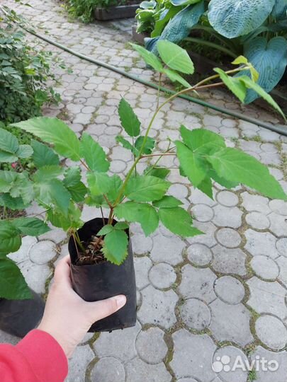 Смородина, крыжовник, ежевика, малина