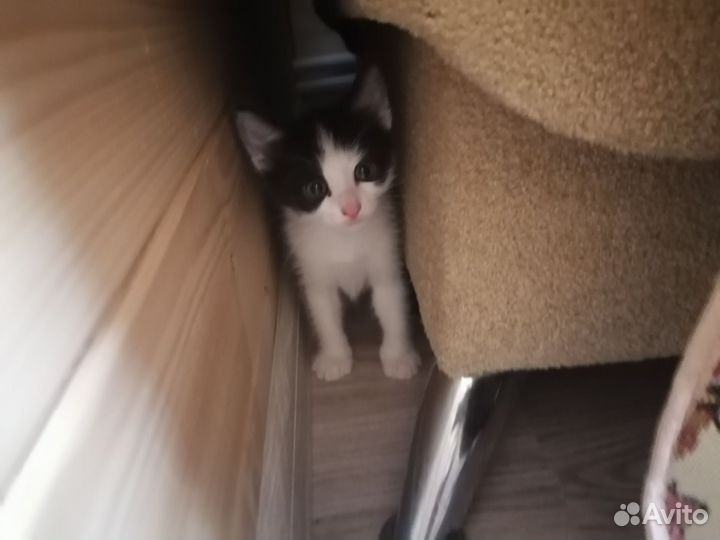 Кошки бесплатно