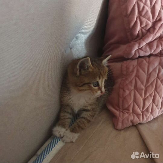 Кошка в дар