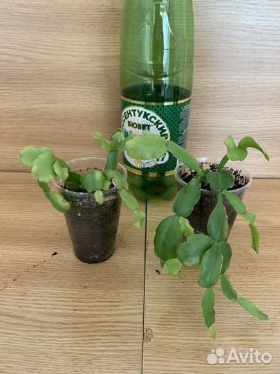 Растения комнатные