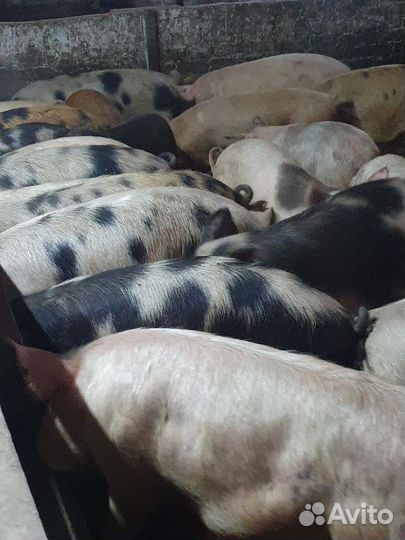 Поросята дюрок
