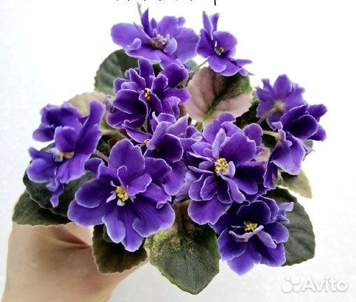 Фиалки сортовые мини и полумини