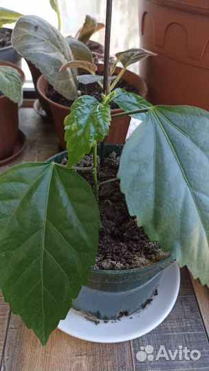 Продам цветы комнатные