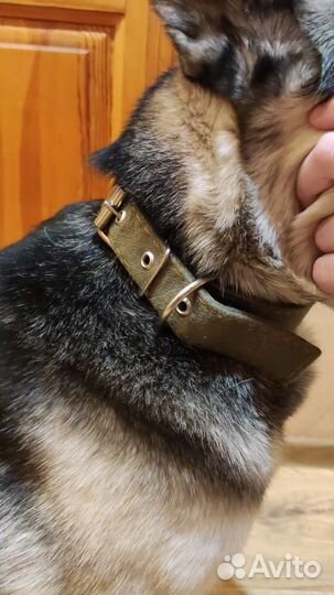 Ошейник брезентовый