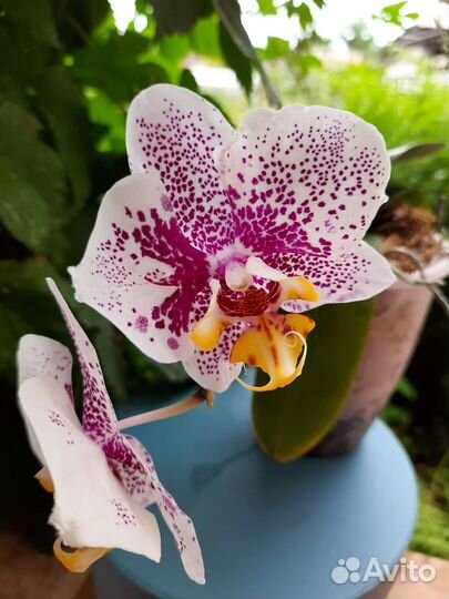 Орхидеи бабочки цвет