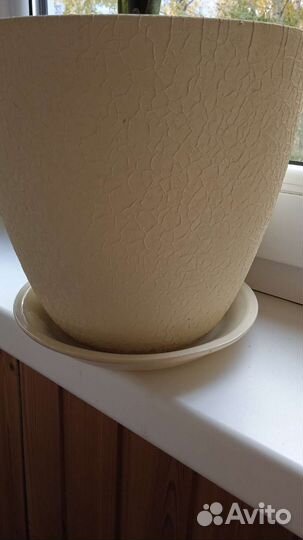 Диффенбахия