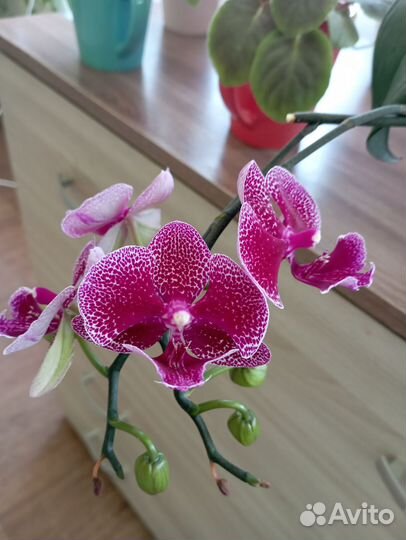 Орхидея фаленопсис