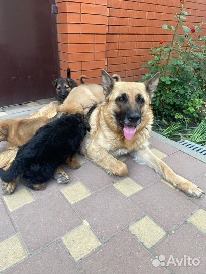 Щенки немецкой овчарки в добрые руки