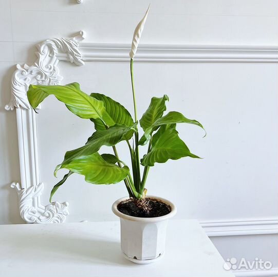 Спатифиллум - цветы любви