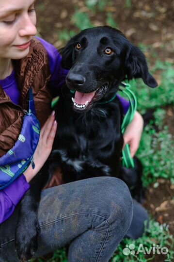 Небольшая породистая собака из приюта для квартиры