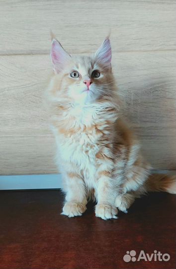 Котёнок мейн-кун девочка (Токсово)