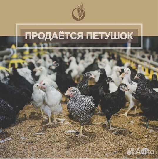 Продается петушок