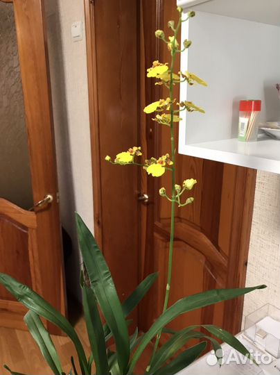 Орхидея онцидиум