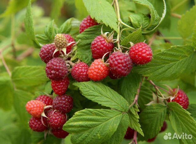 Ремонтантная малина