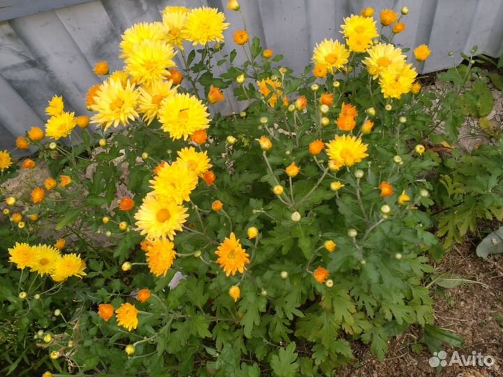 Многолетние астра и хризантема