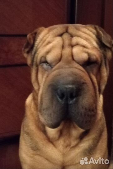 Шарпей вязка