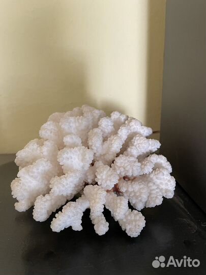 Морские ракушки и кораллы