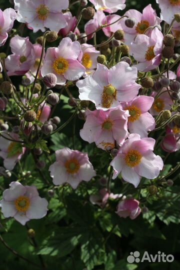 Растения для сада в Розово-Сиреневых тонах