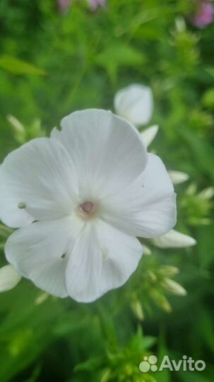 Флоксы многолетние