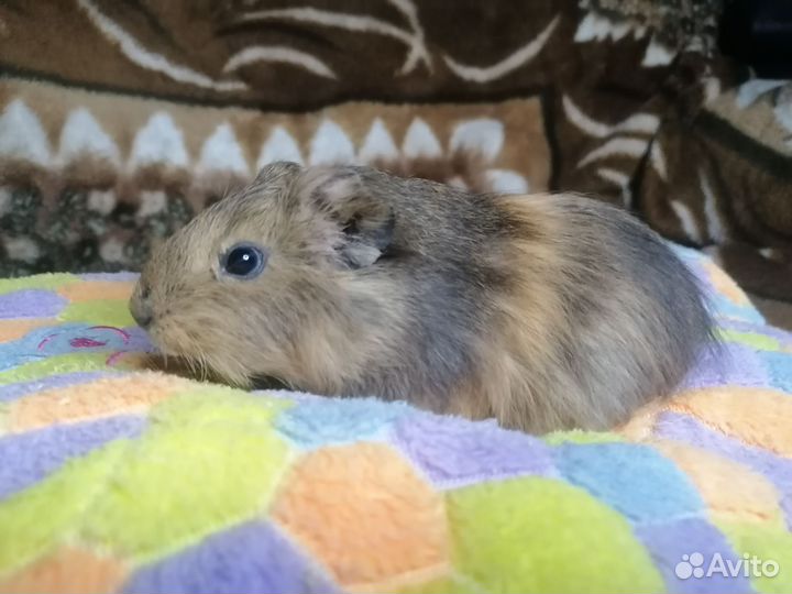 Морские свинки