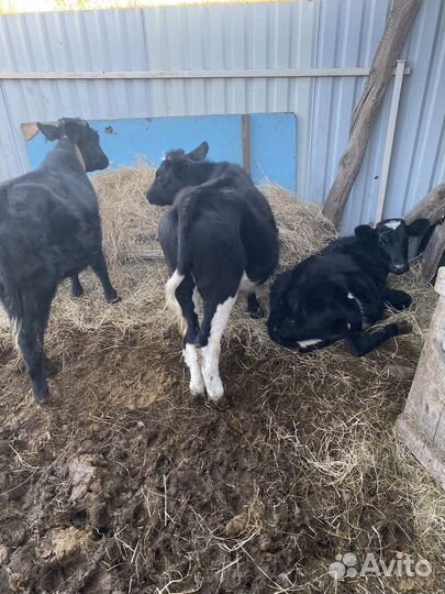 Продам телят,корову