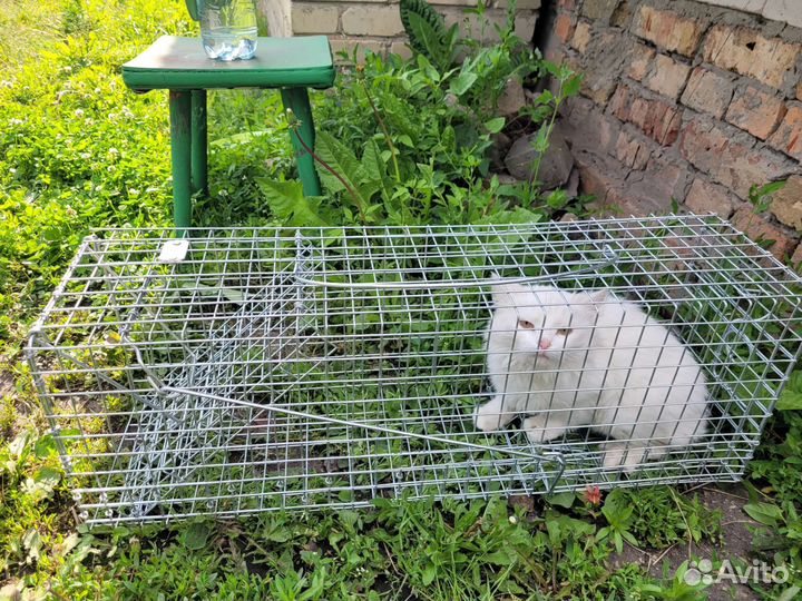 Котоловка живоловушка