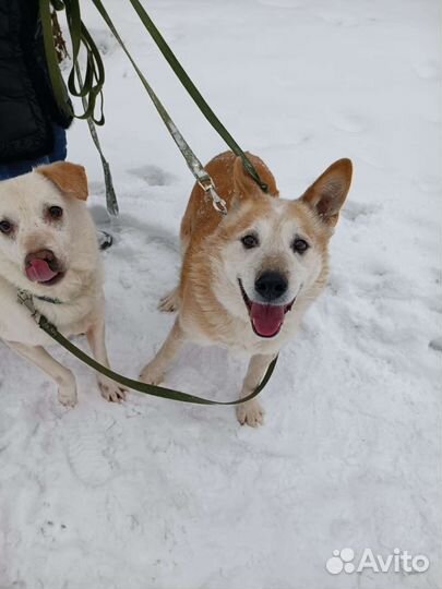 Собака из приюта в добрые руки бесплатно ищет дом