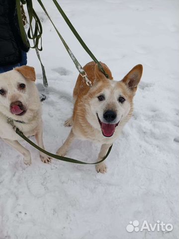 Собака из приюта в добрые руки бесплатно ищет дом