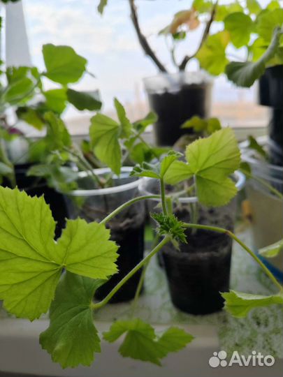 Пеларгония герань Королевская