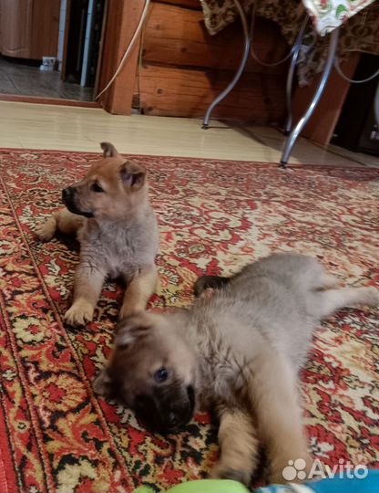 Продам щенков помесь карело-финской лайки
