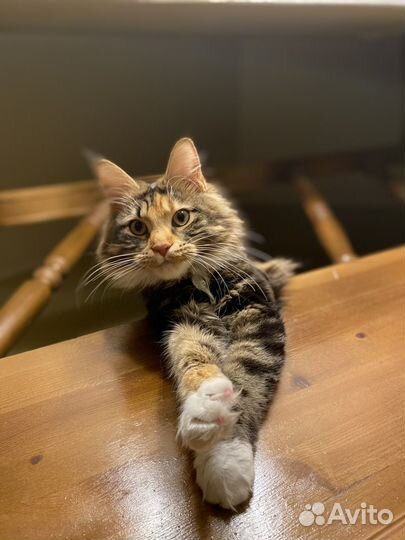 Мейн-кун в добрые руки