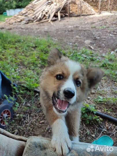 Щенок в добрые руки