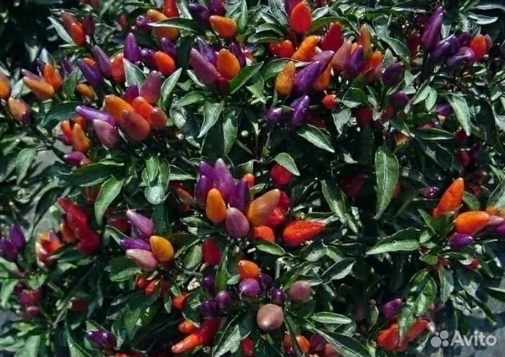 Острые многолетние комнатные перцы