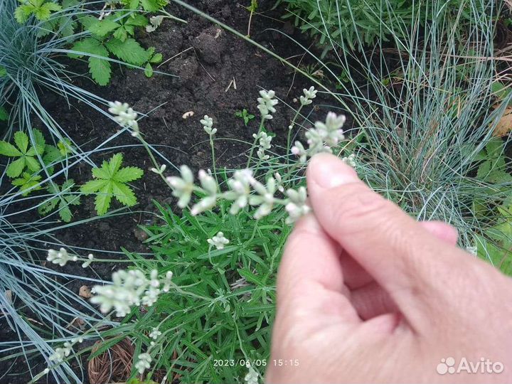 Лаванда в горшке
