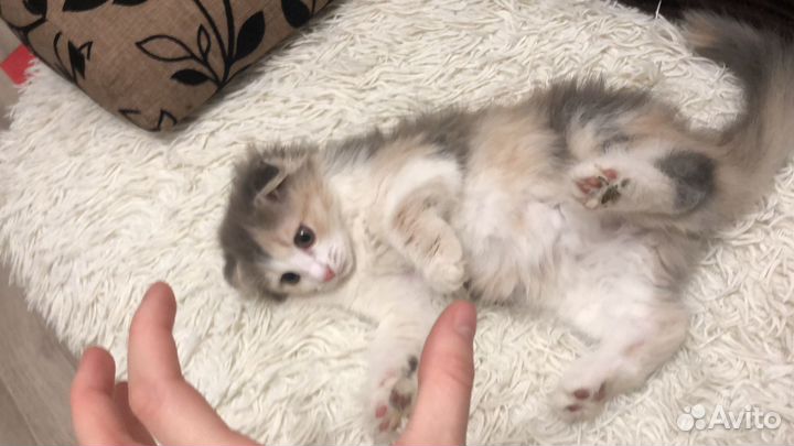 Котенок вислоухий девочка
