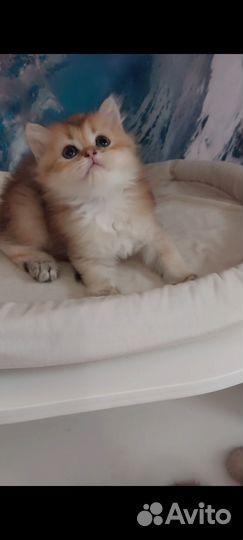 Длинношерстная Британка