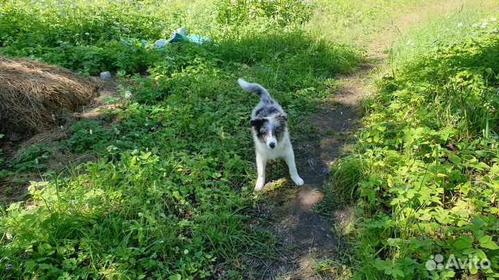 Передержка собак в частном доме. Свободный выгул