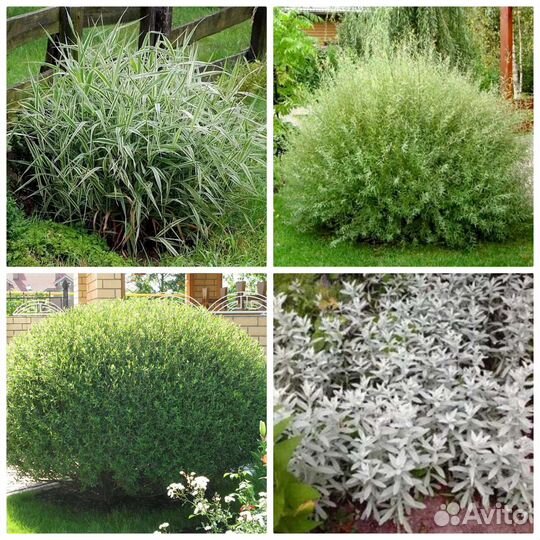 Многолетние растения