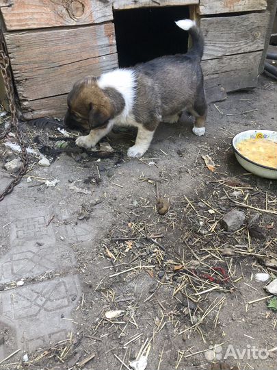 Отдам щенка в добрые руки