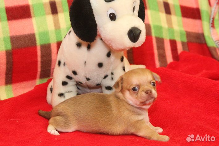 Гладкошерстные девочки И мальчики