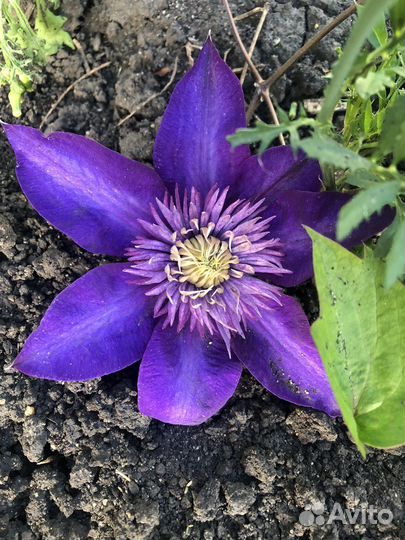 Клематис Multi Blue