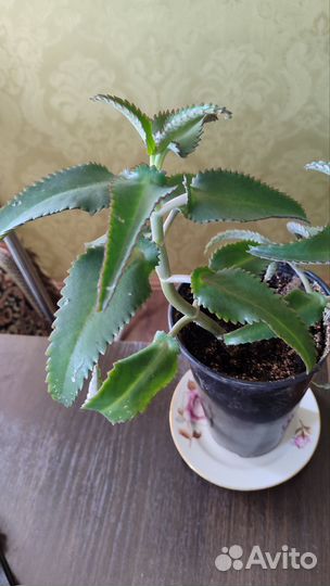 Кактусы, сансевиерии, каланхоэ, алоэ